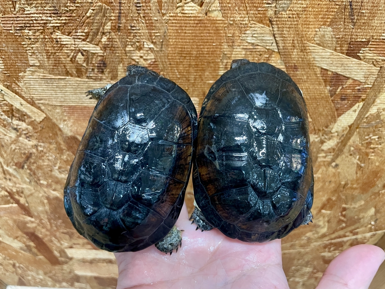 ヒメハコヨコクビガメ(1)