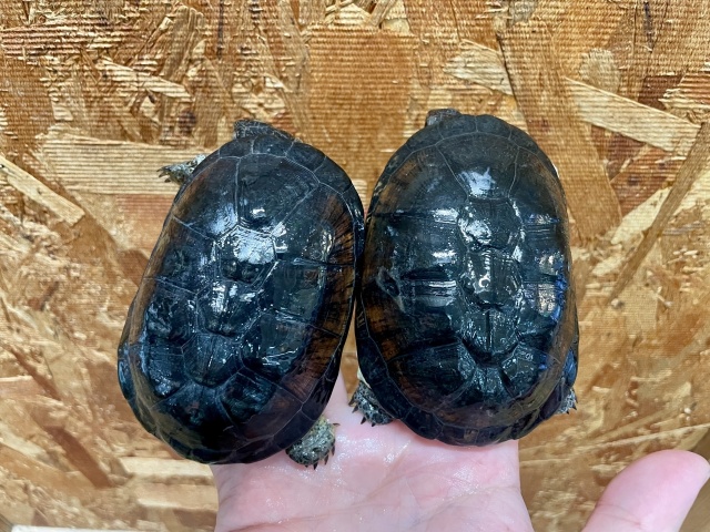 ヒメハコヨコクビガメ