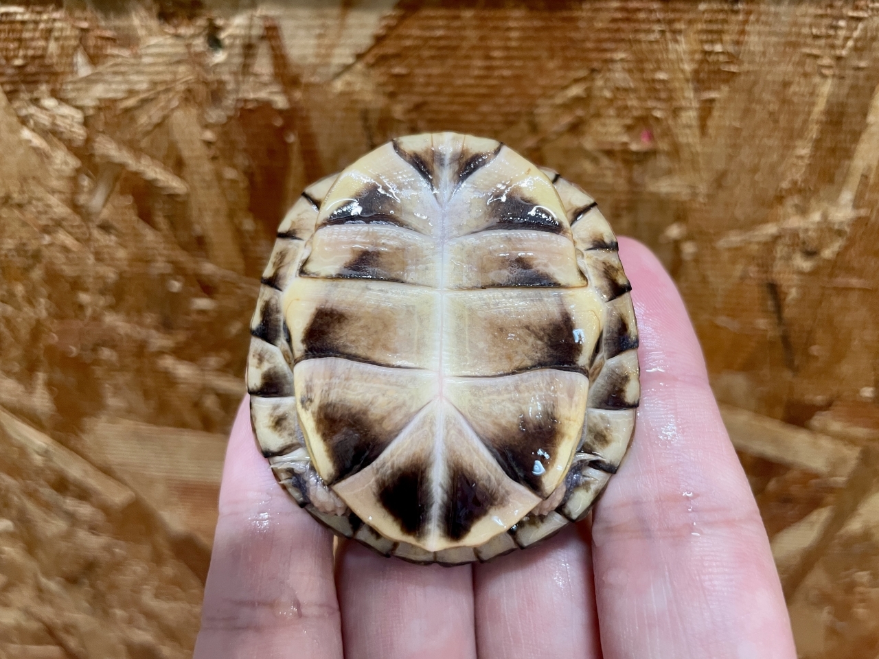 トウブハコガメ（No.4）(4)