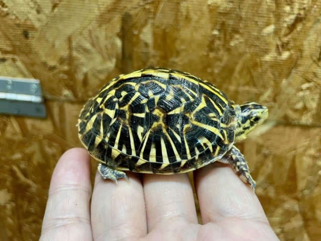 フロリダハコガメ（No.2）