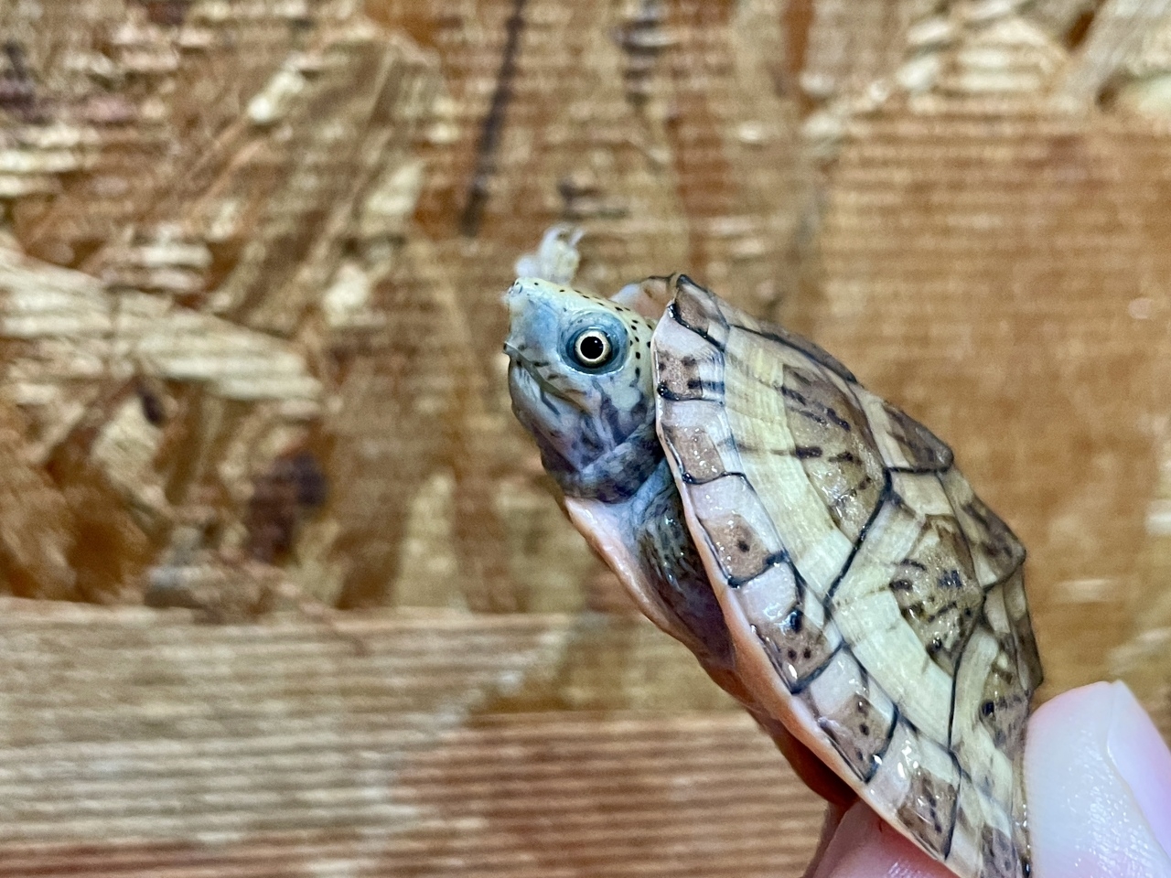 オオアタマヒメニオイガメ(3)