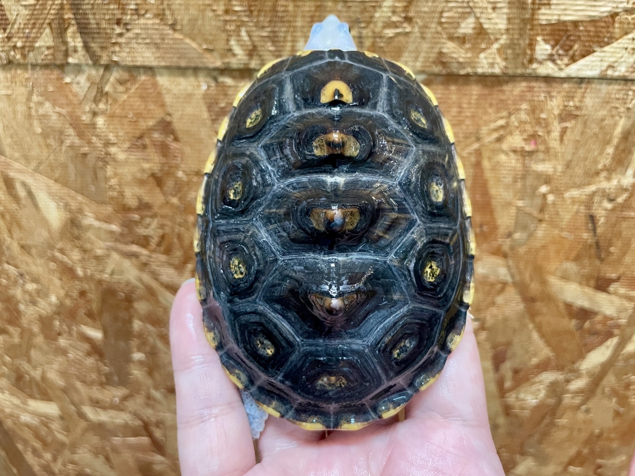 オルナータダイヤモンドバックテラピン（ピンクヘッド）(3)