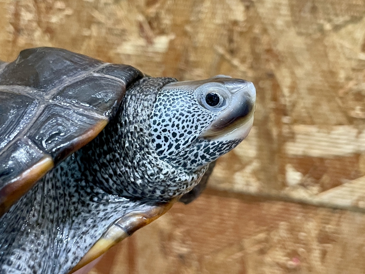 テキサスダイヤモンドバックテラピン(3)