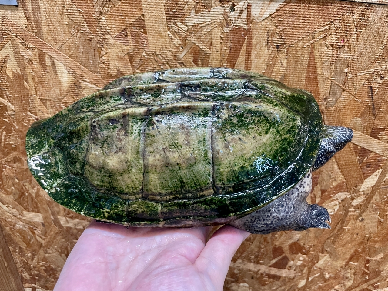 ジャイアントマスクタートル(2)