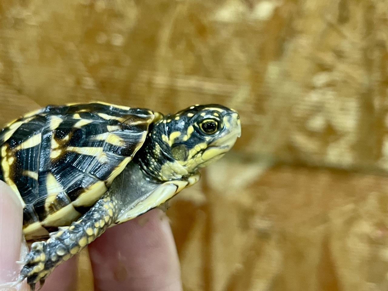 フロリダハコガメ（多甲板）（No.B）(4)