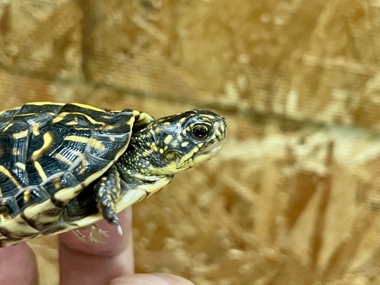 フロリダハコガメ（No.A）(4)