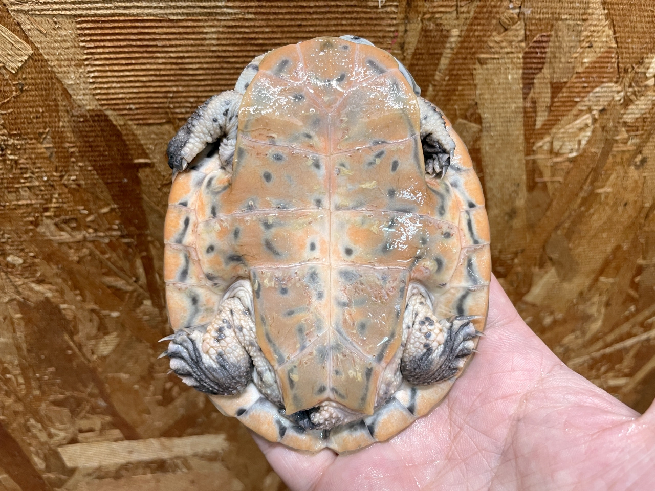 ジェフロアカエルガメ（No.1）(4)