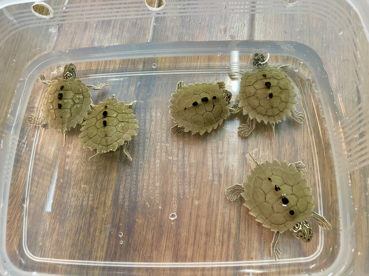 キタクロコブチズガメ(1)