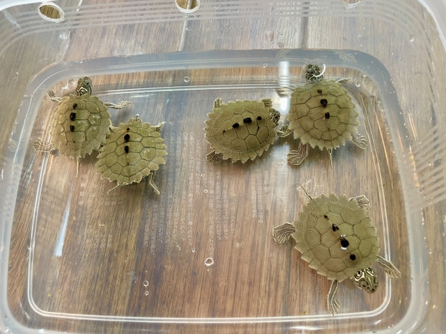 キタクロコブチズガメ