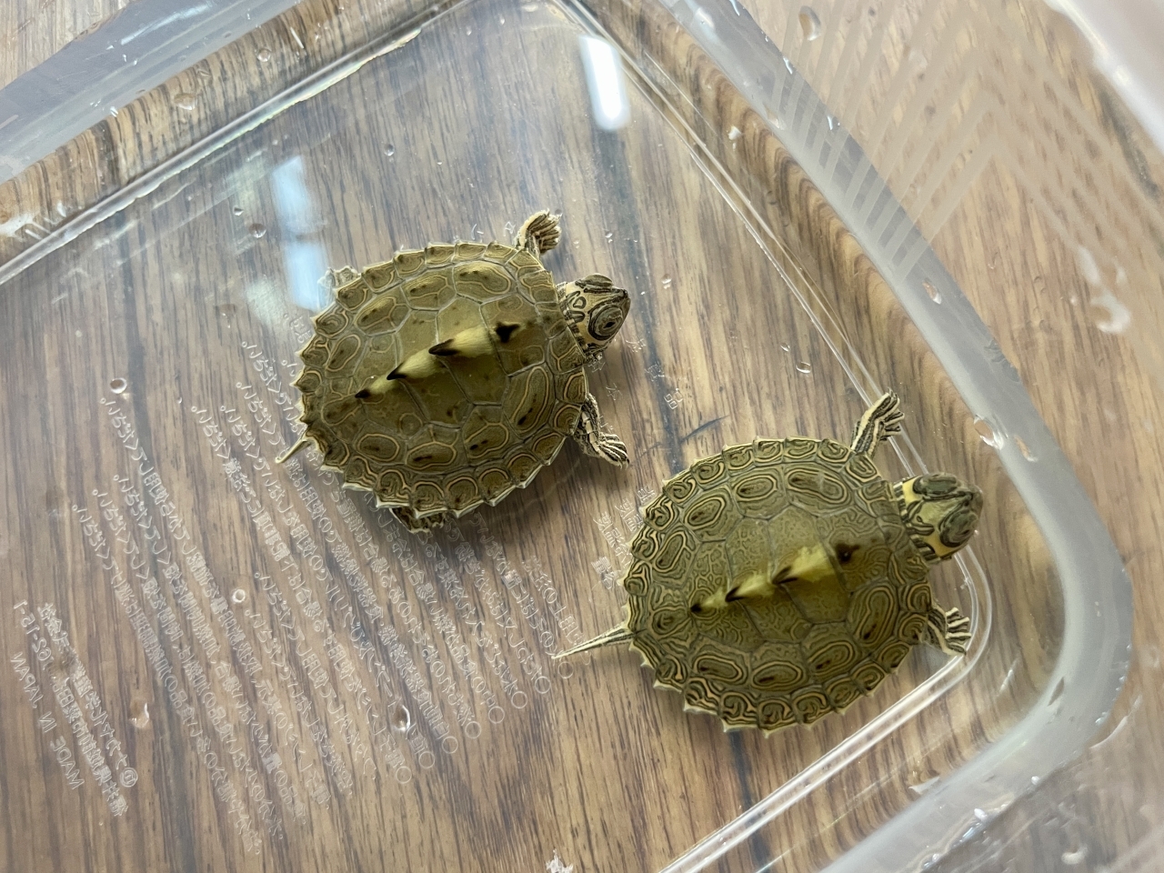 バーバーチズガメ(1)