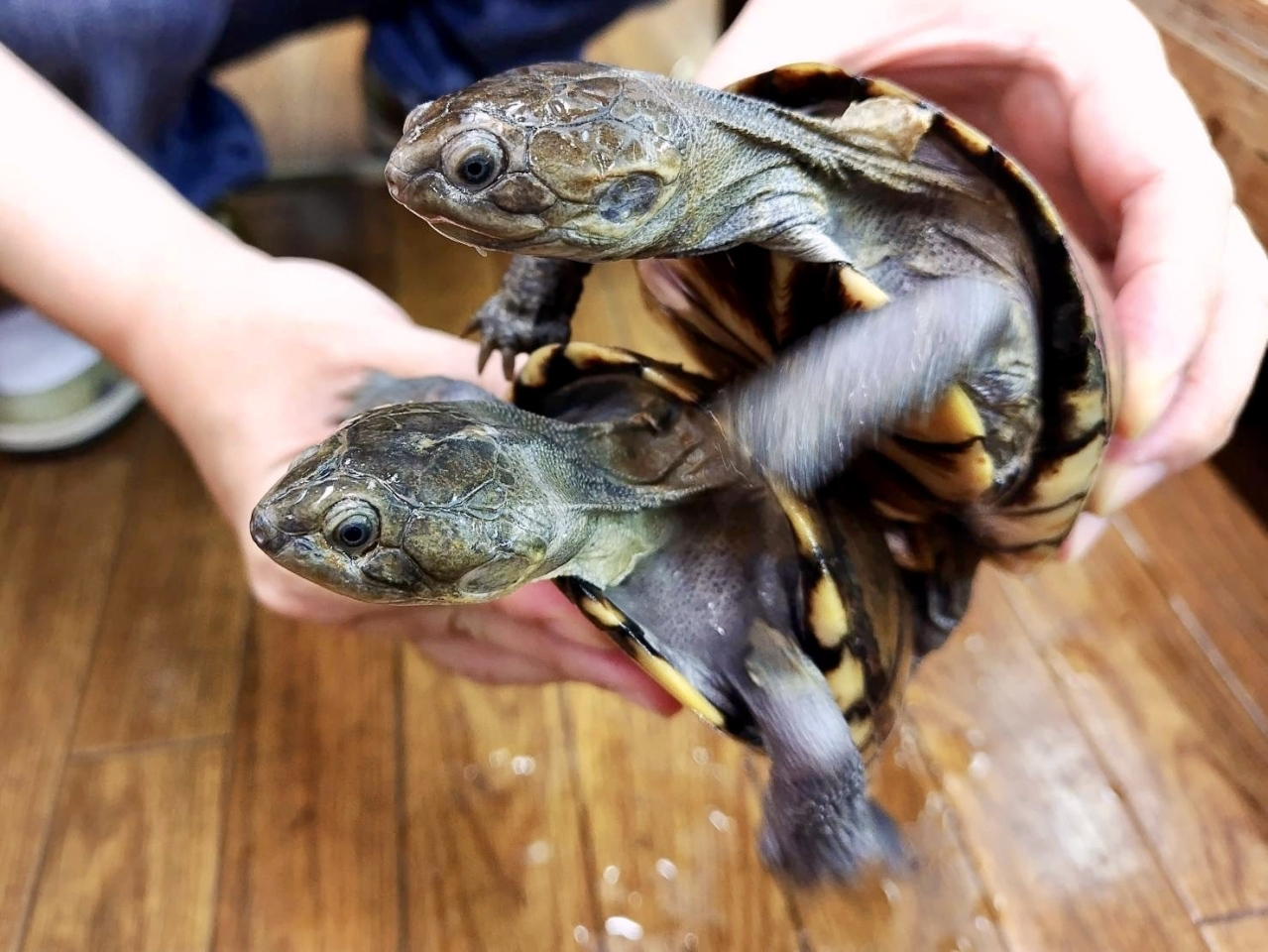 ウスグロハコヨコクビガメ(2)