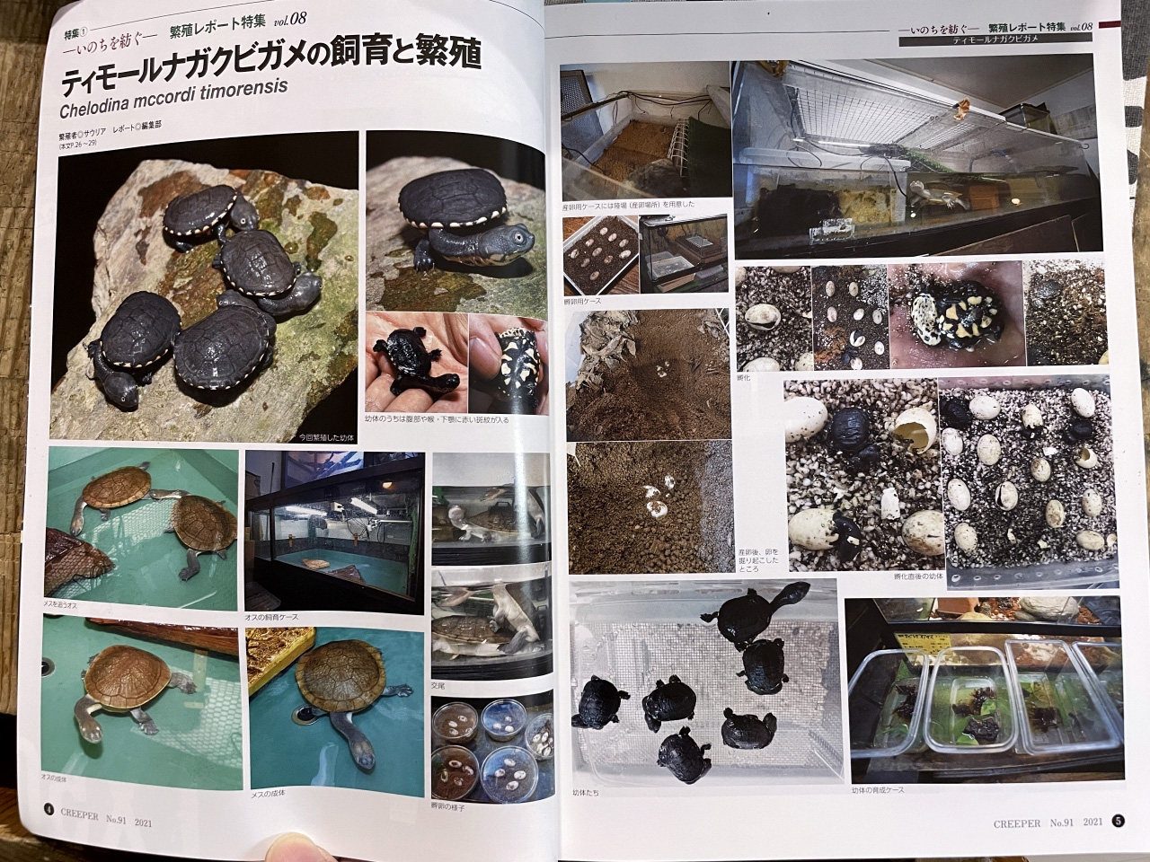 チモールナガクビガメ(5)