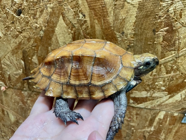 ムオヒラセガメ