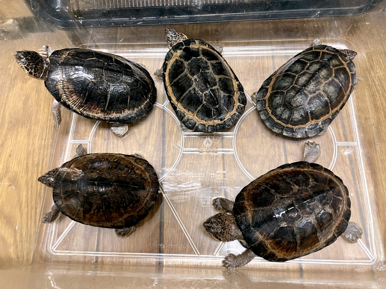 クロハコヨコクビガメ(1)