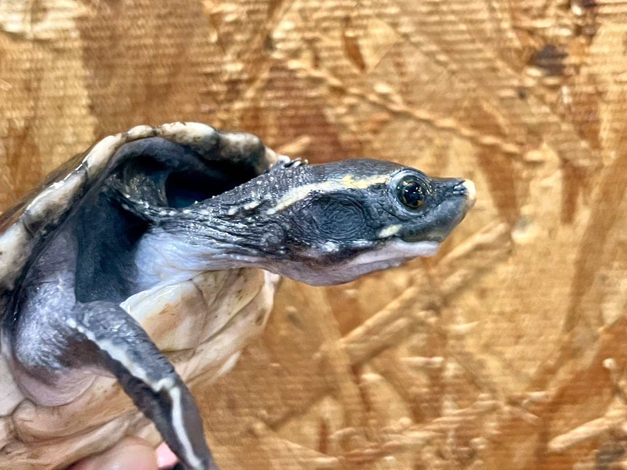 メキシコカワガメ(2)