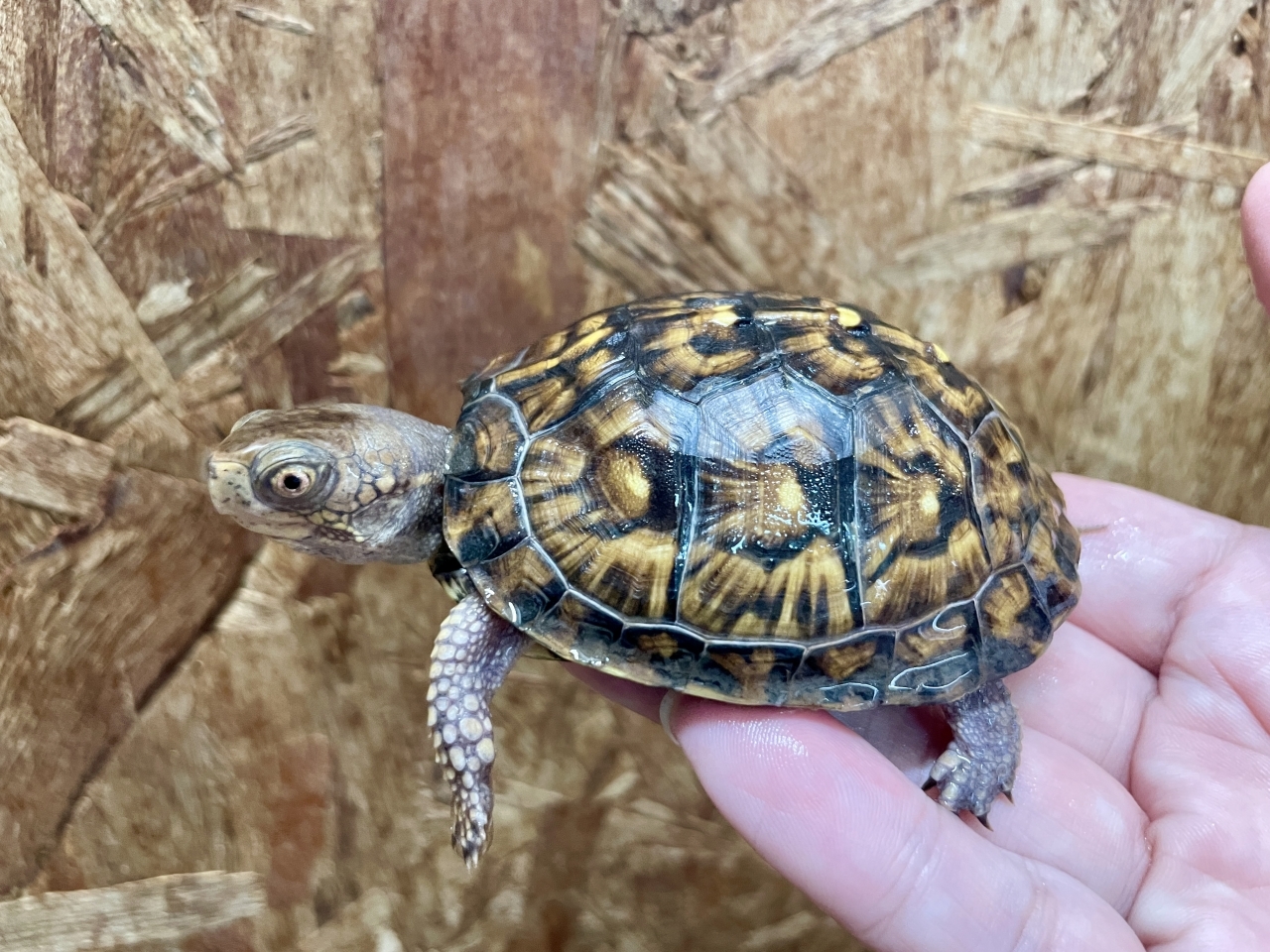 トウブハコガメ(2)