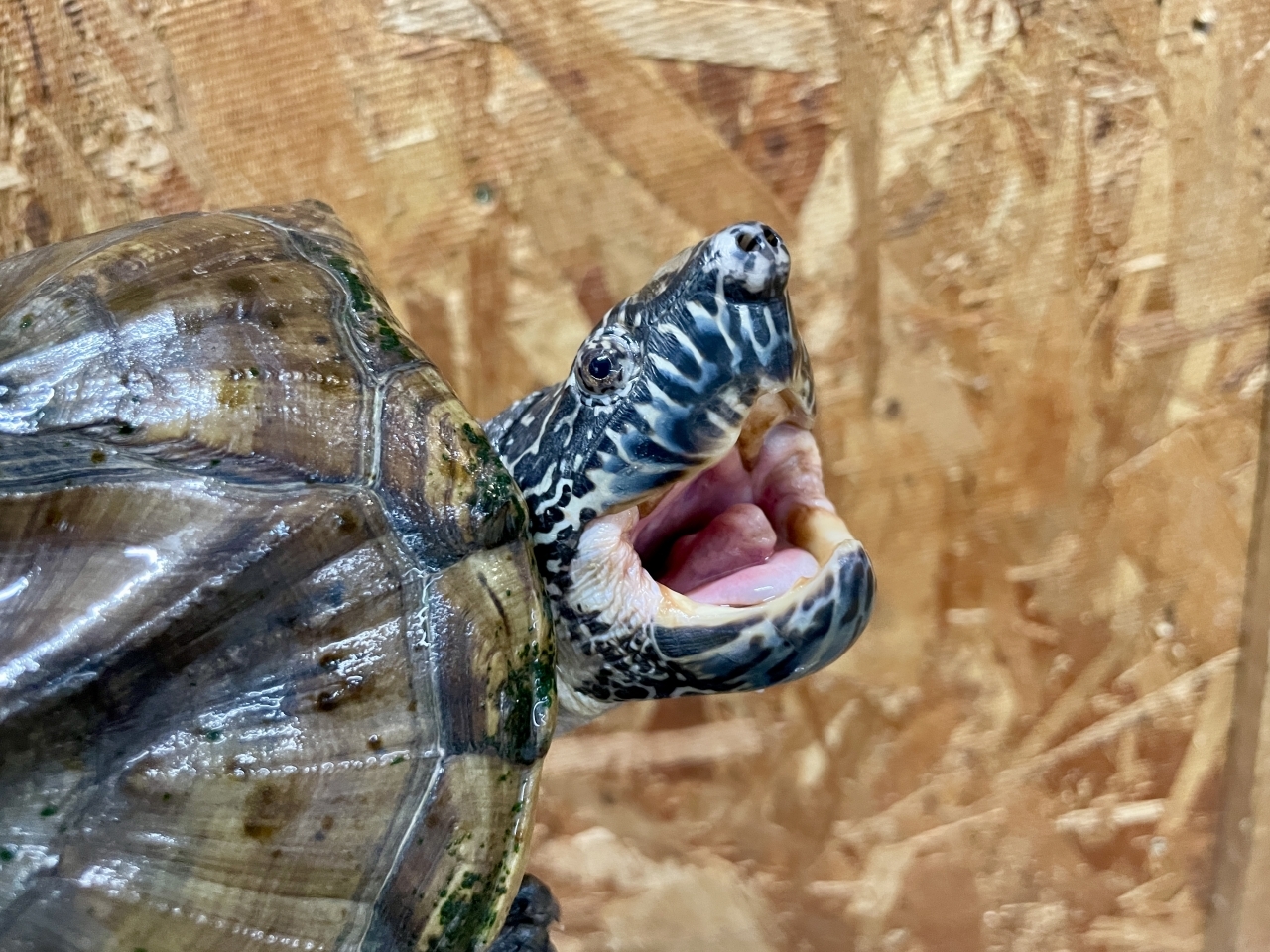 ジャイアントマスクタートル(4)