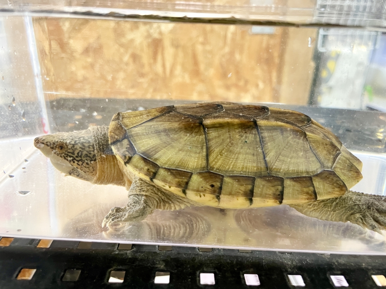 サルヴィンオオニオイガメ(4)