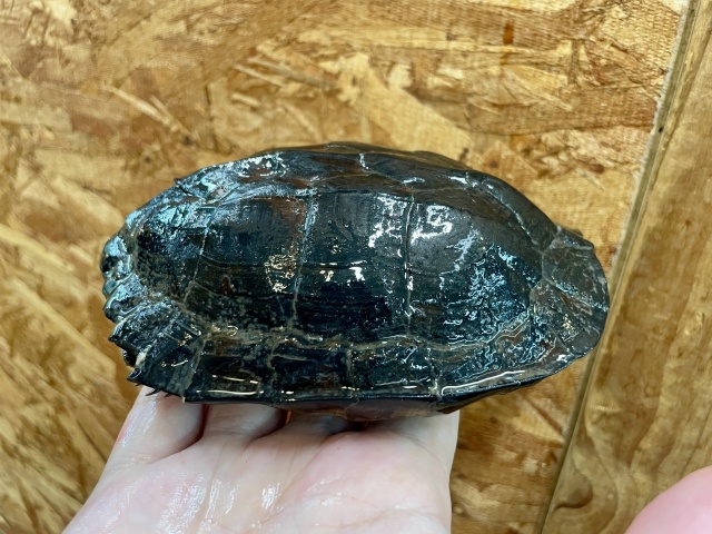 ホオジロクロガメ