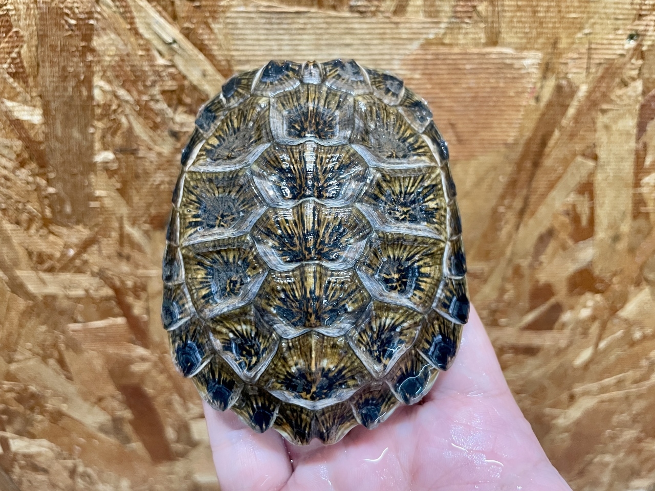 モリイシガメ(3)