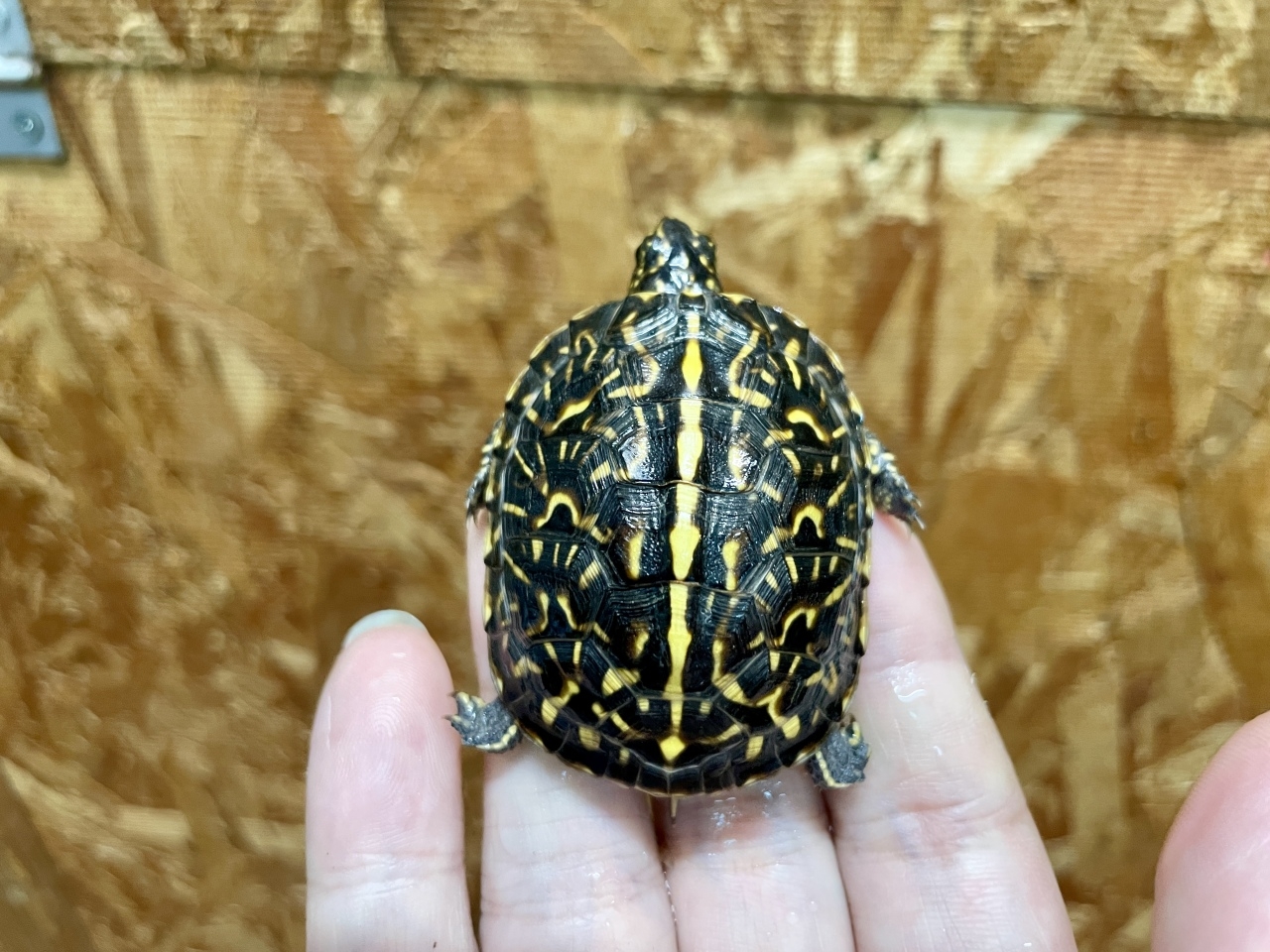 フロリダハコガメ（No.A）(3)