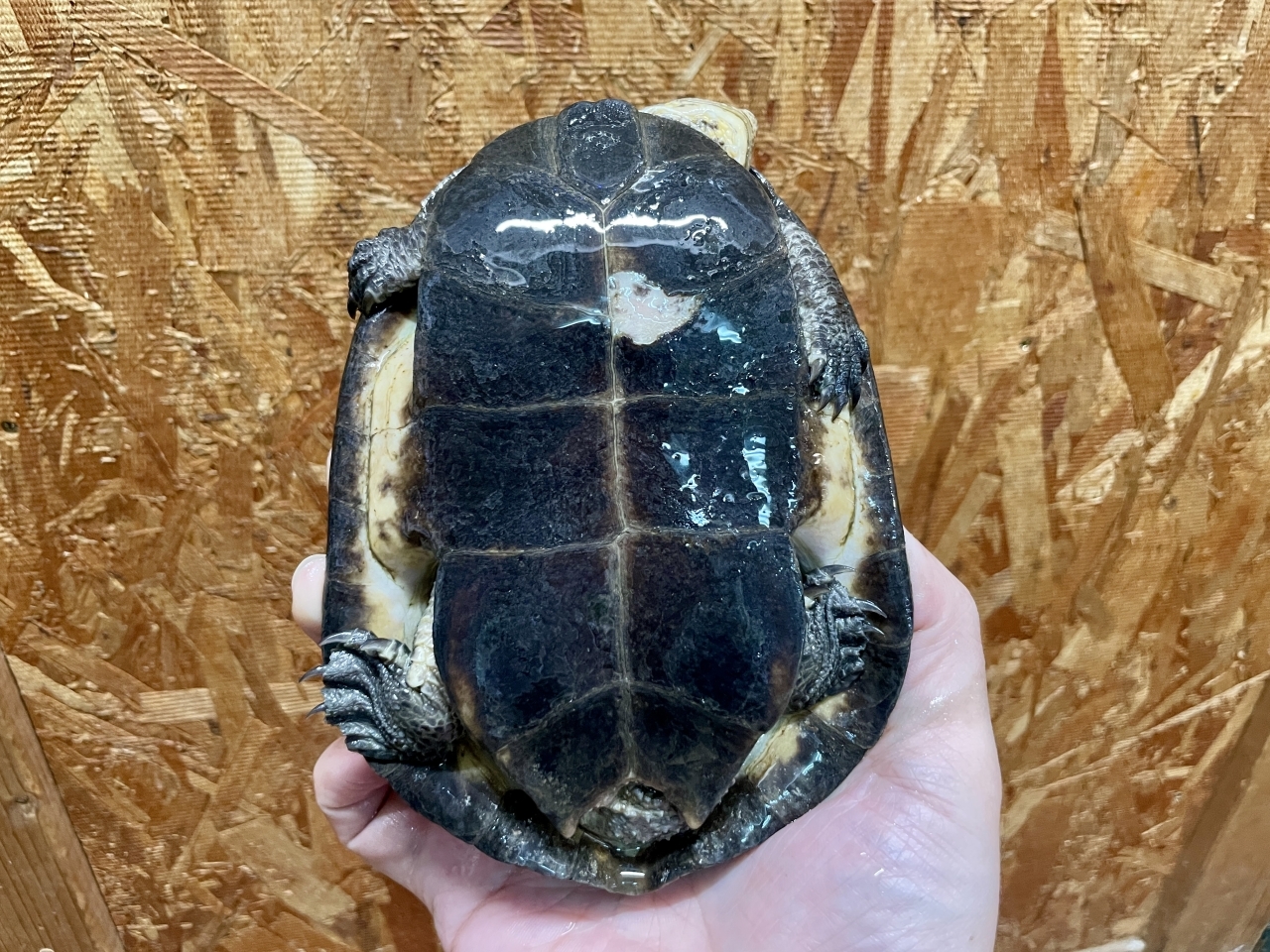 ギバタートル(7)