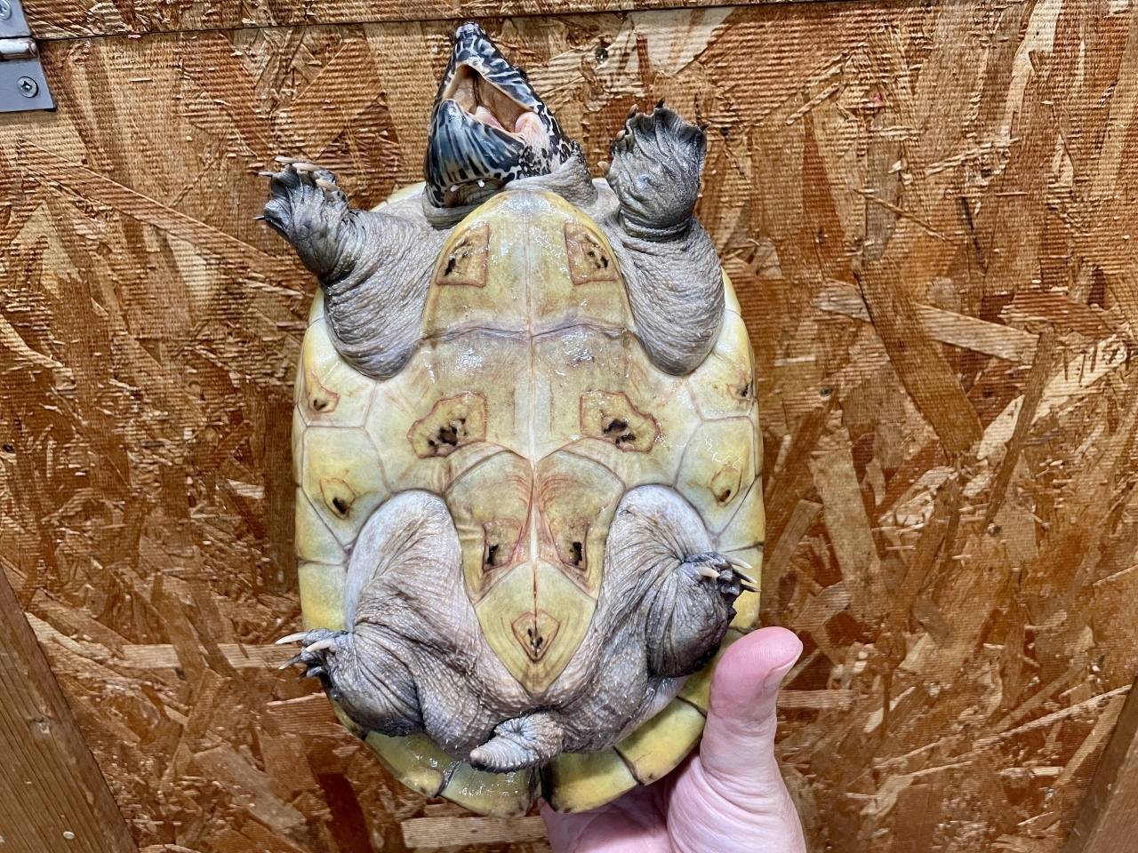 ジャイアントマスクタートル(6)