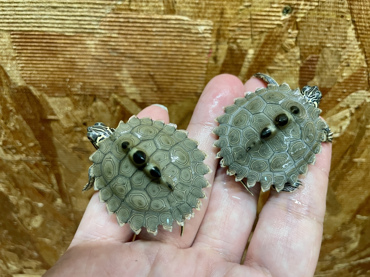 キタクロコブチズガメ(2)