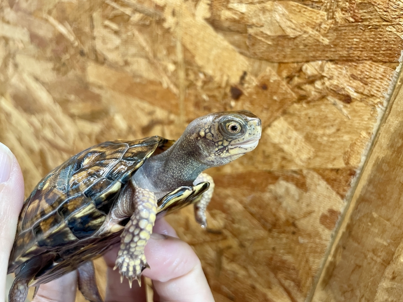 トウブハコガメ(4)