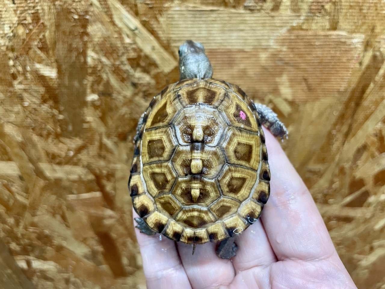 トウブハコガメ（No.A）(3)