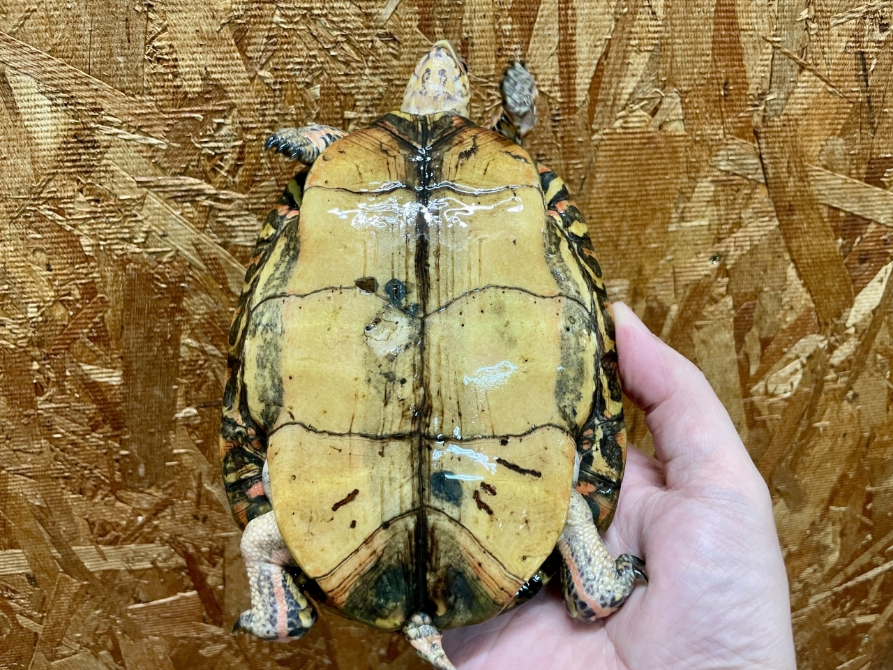 コスタリカアカスジヤマガメ(5)