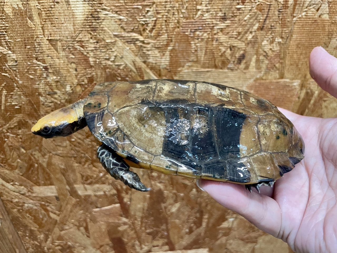 ズアカヒラタヘビクビガメ(4)