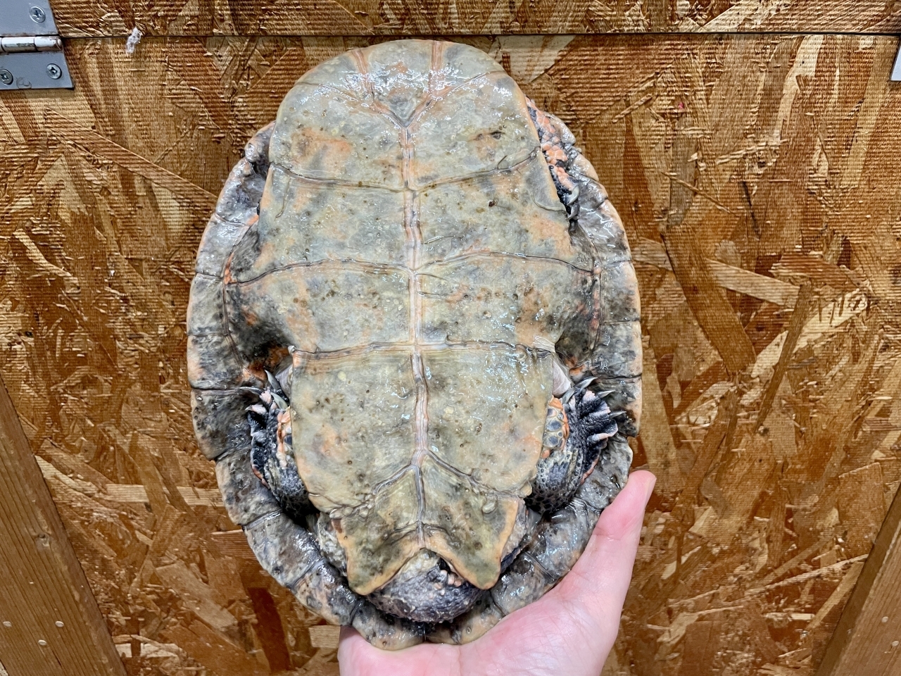 ジェフロアカエルガメ(5)