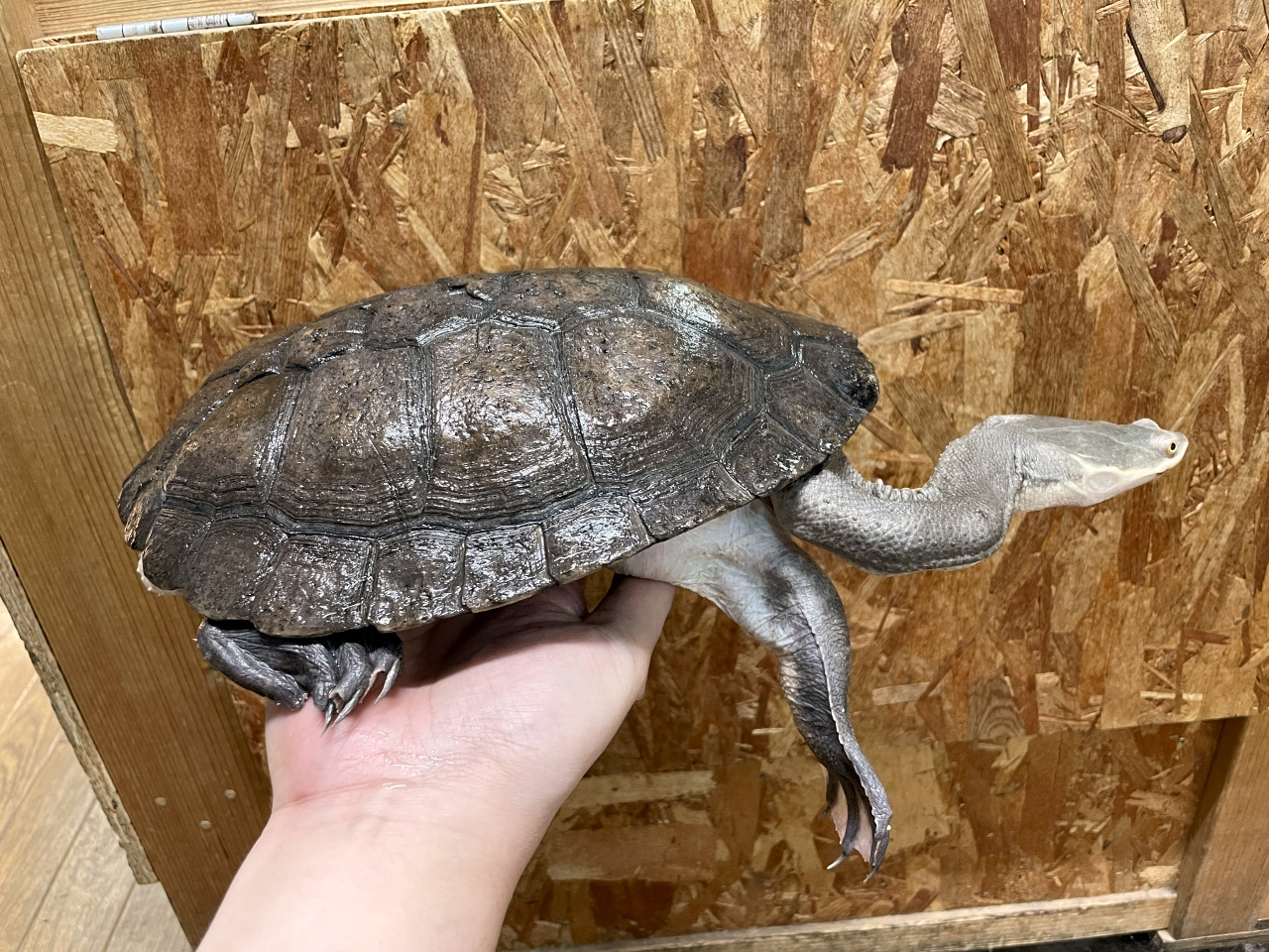 エキスパンサーナガクビガメ(3)