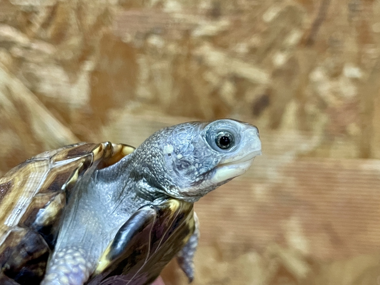 トウブハコガメ（No.A）(4)