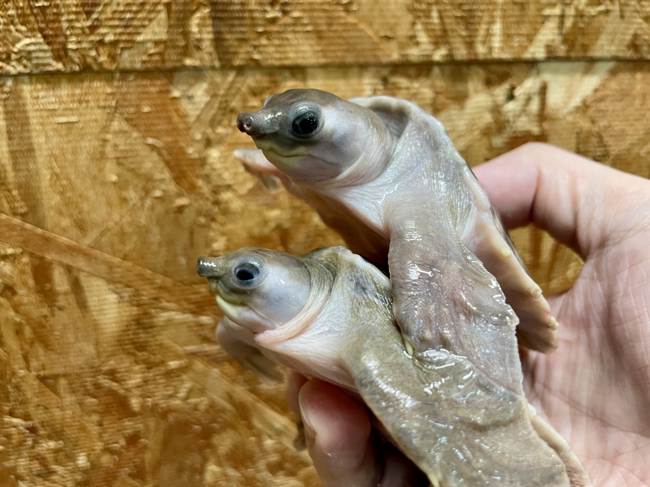 スッポンモドキ(2)