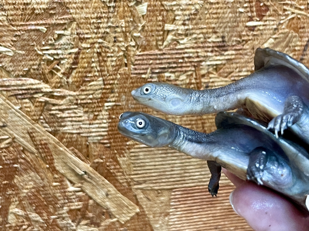 マッコードナガクビガメ（完品）(3)