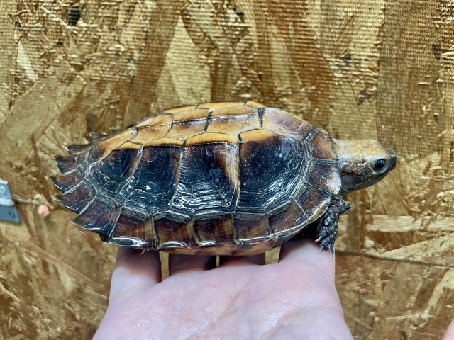 ムオヒラセガメ