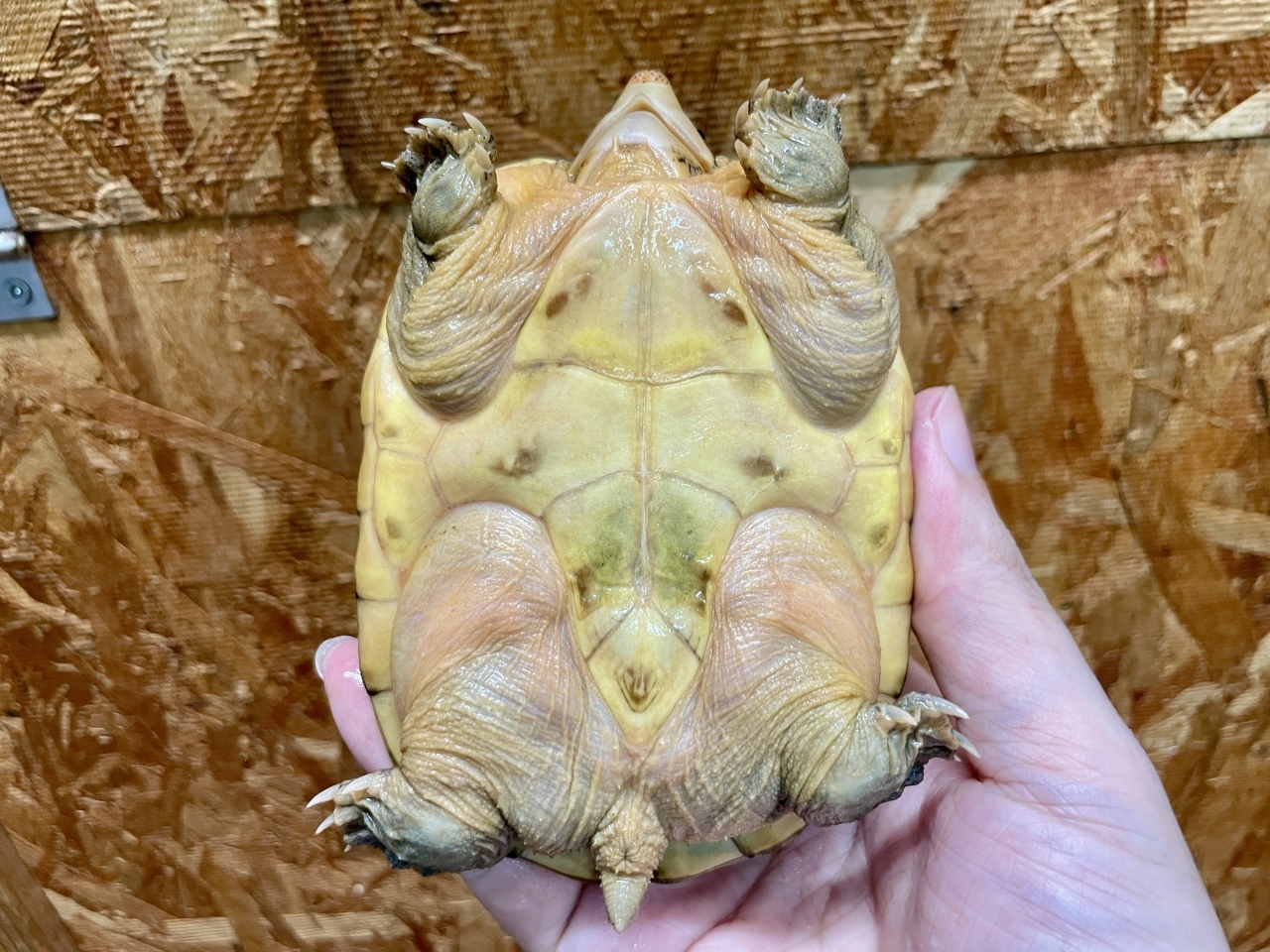 サルヴィンオオニオイガメ(6)