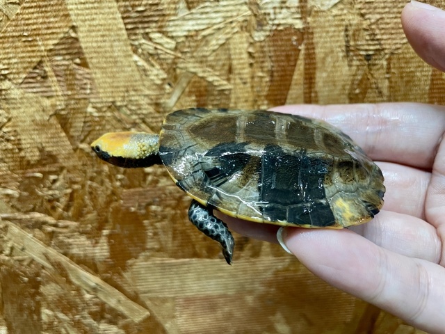 ズアカヒラタヘビクビガメ