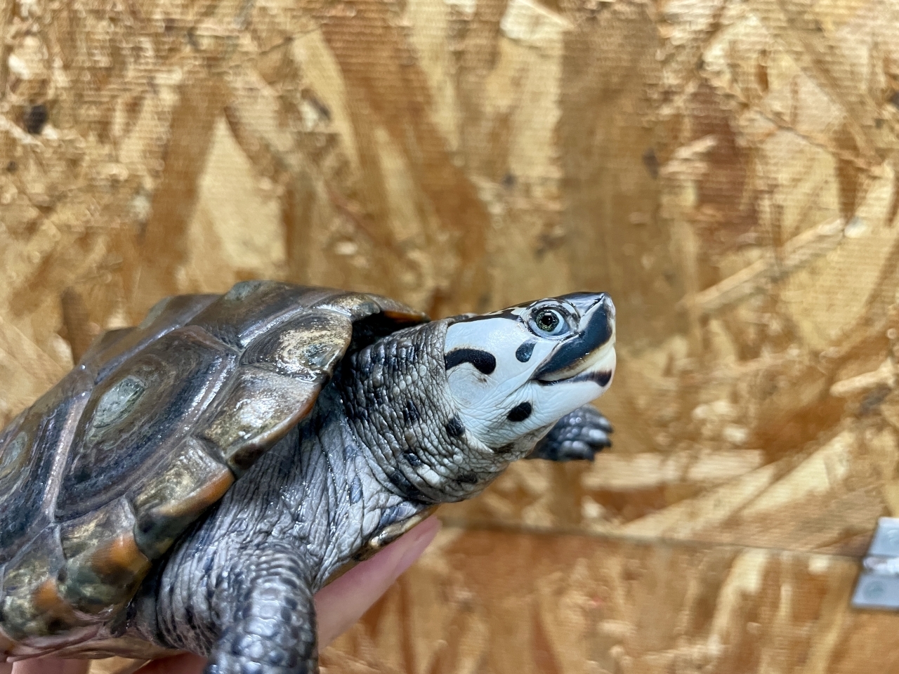 カロリナダイヤモンドバックテラピン（ブルーコンセントリック）（No.3）(3)