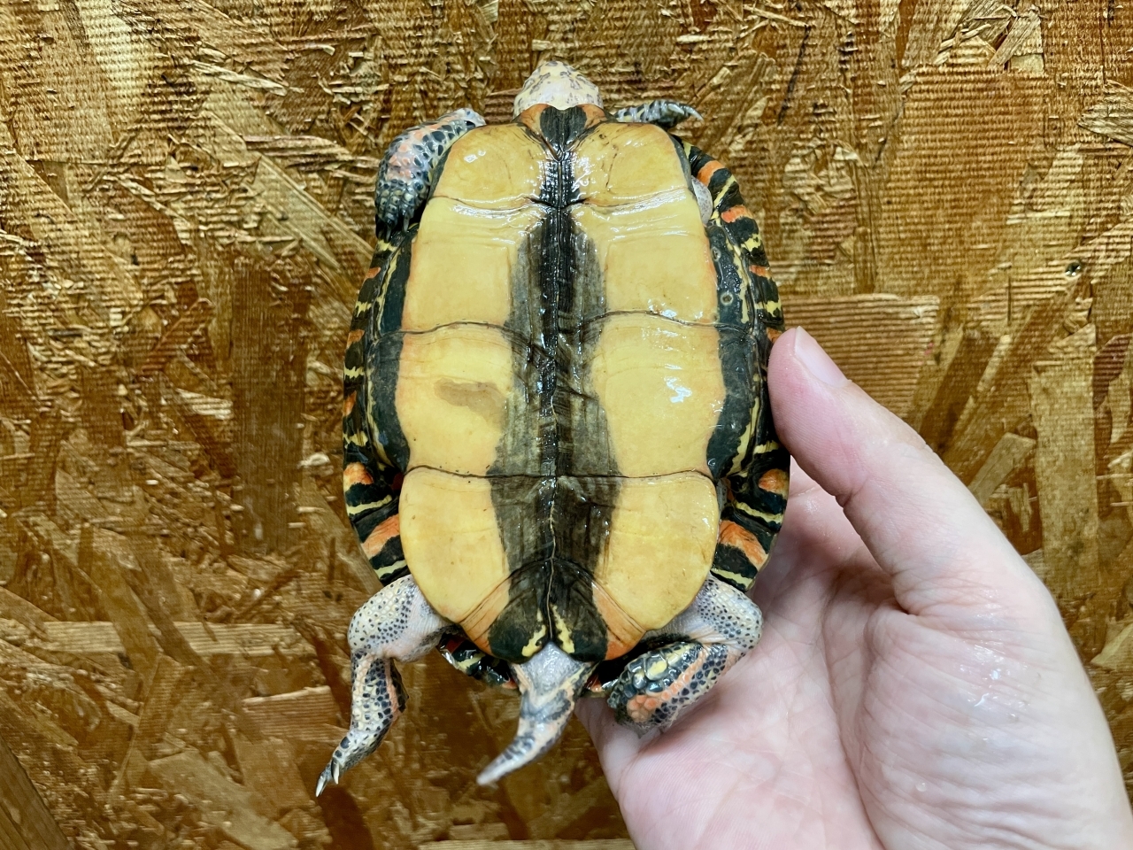 コスタリカアカスジヤマガメ(6)