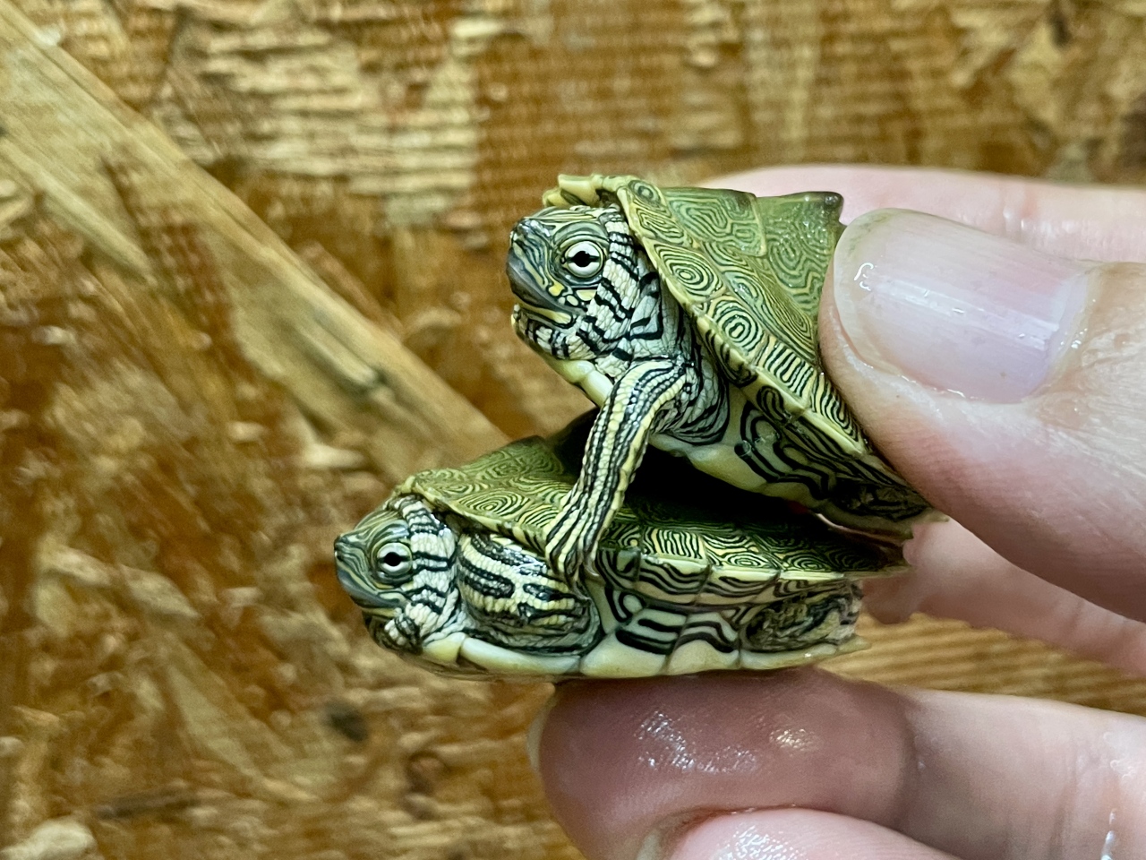 ケイグルチズガメ(3)