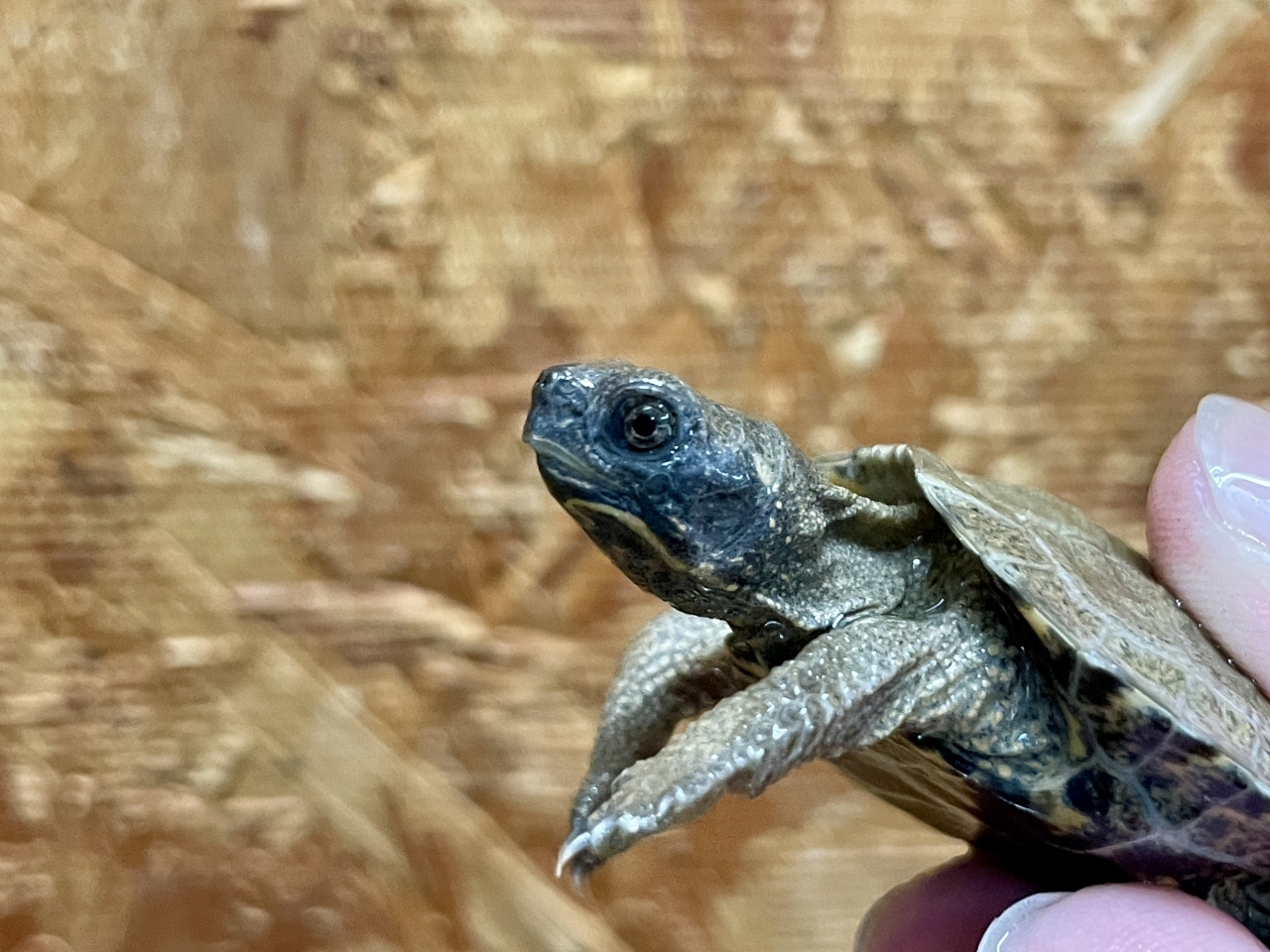 モリイシガメ(3)