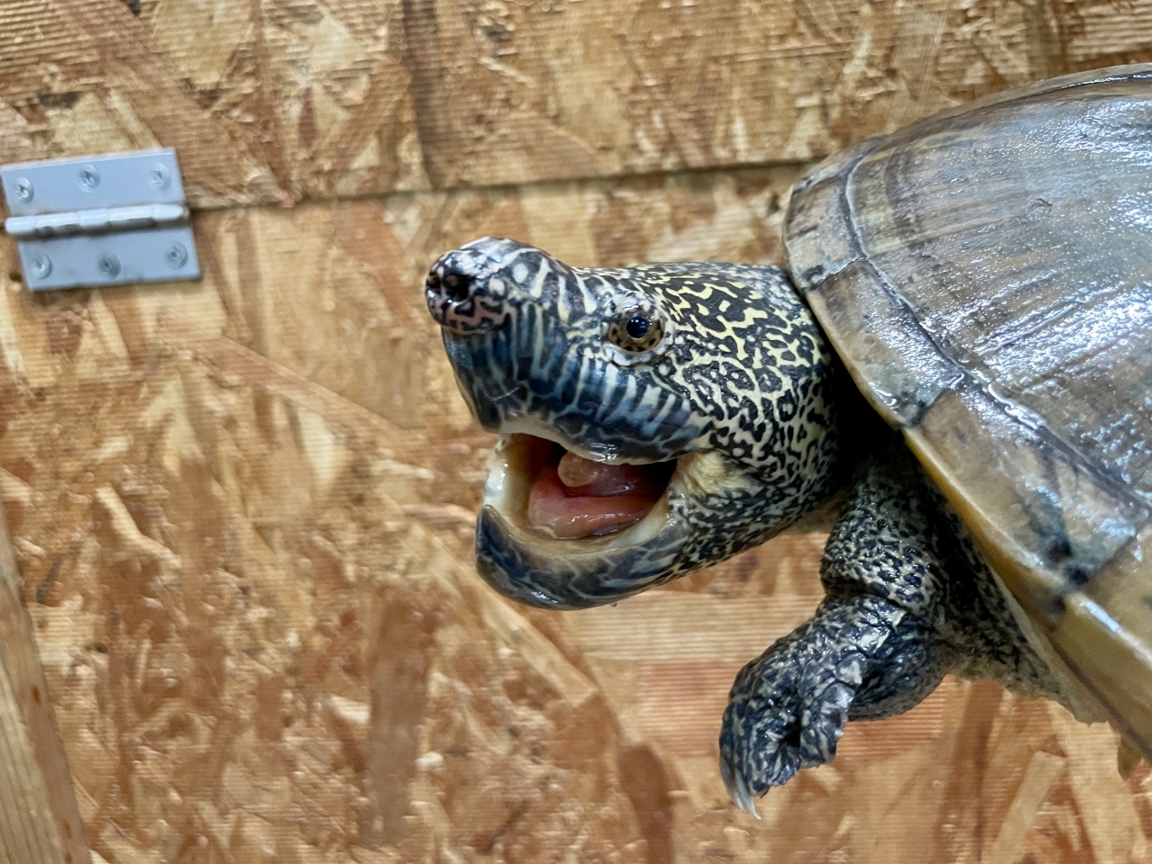 ジャイアントマスクタートル(3)