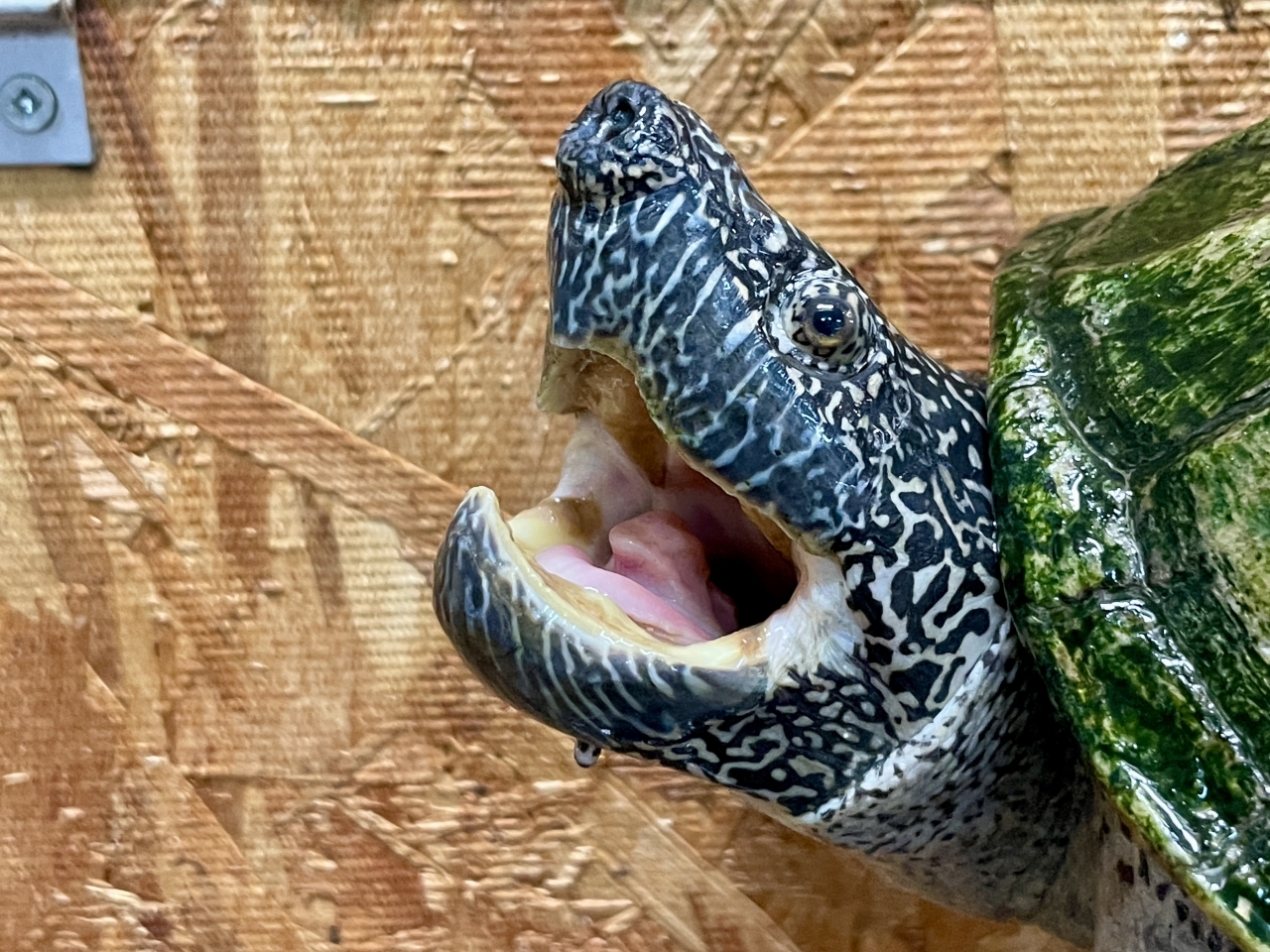 ジャイアントマスクタートル(3)