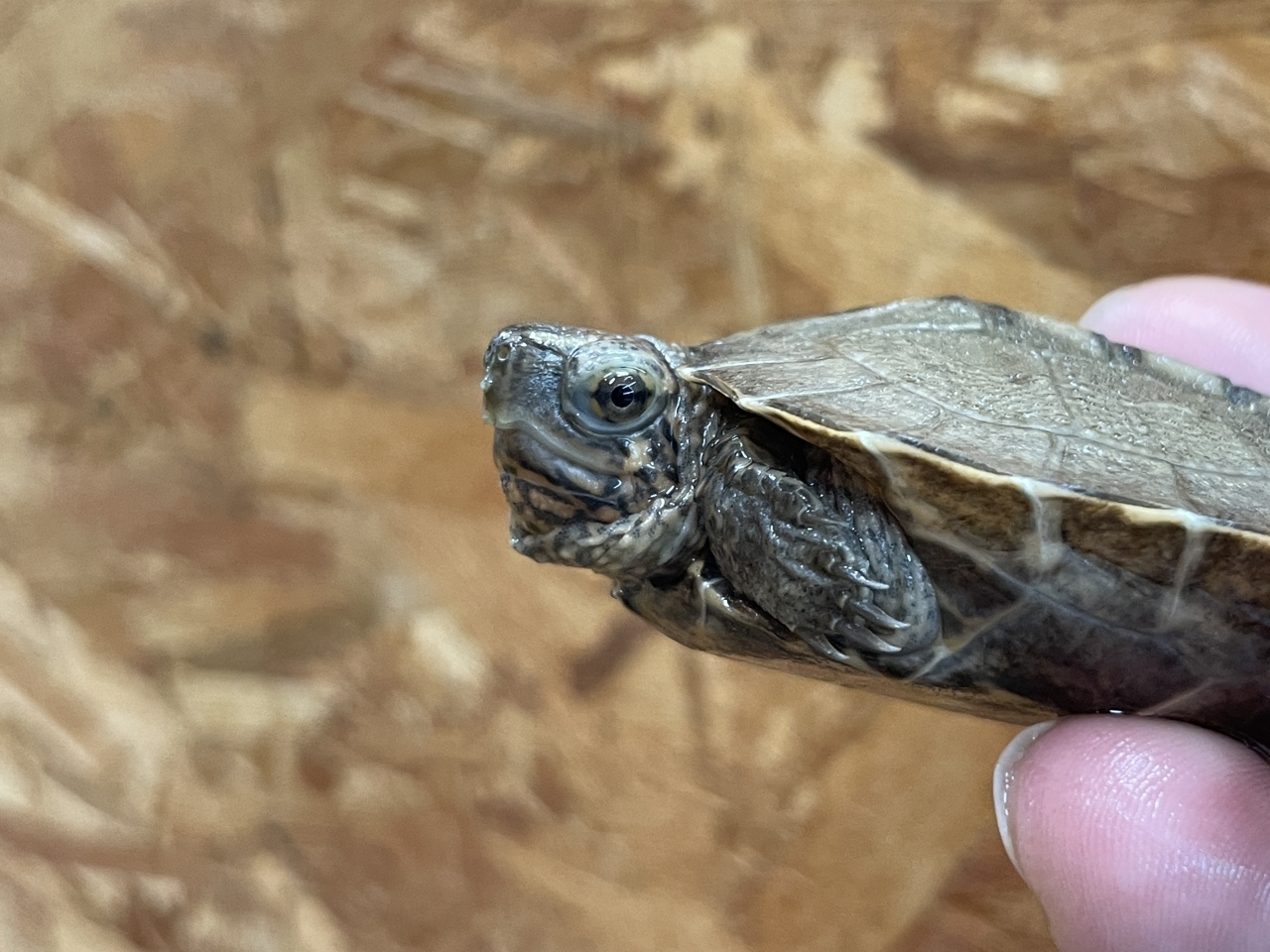 オオヤマガメ(3)