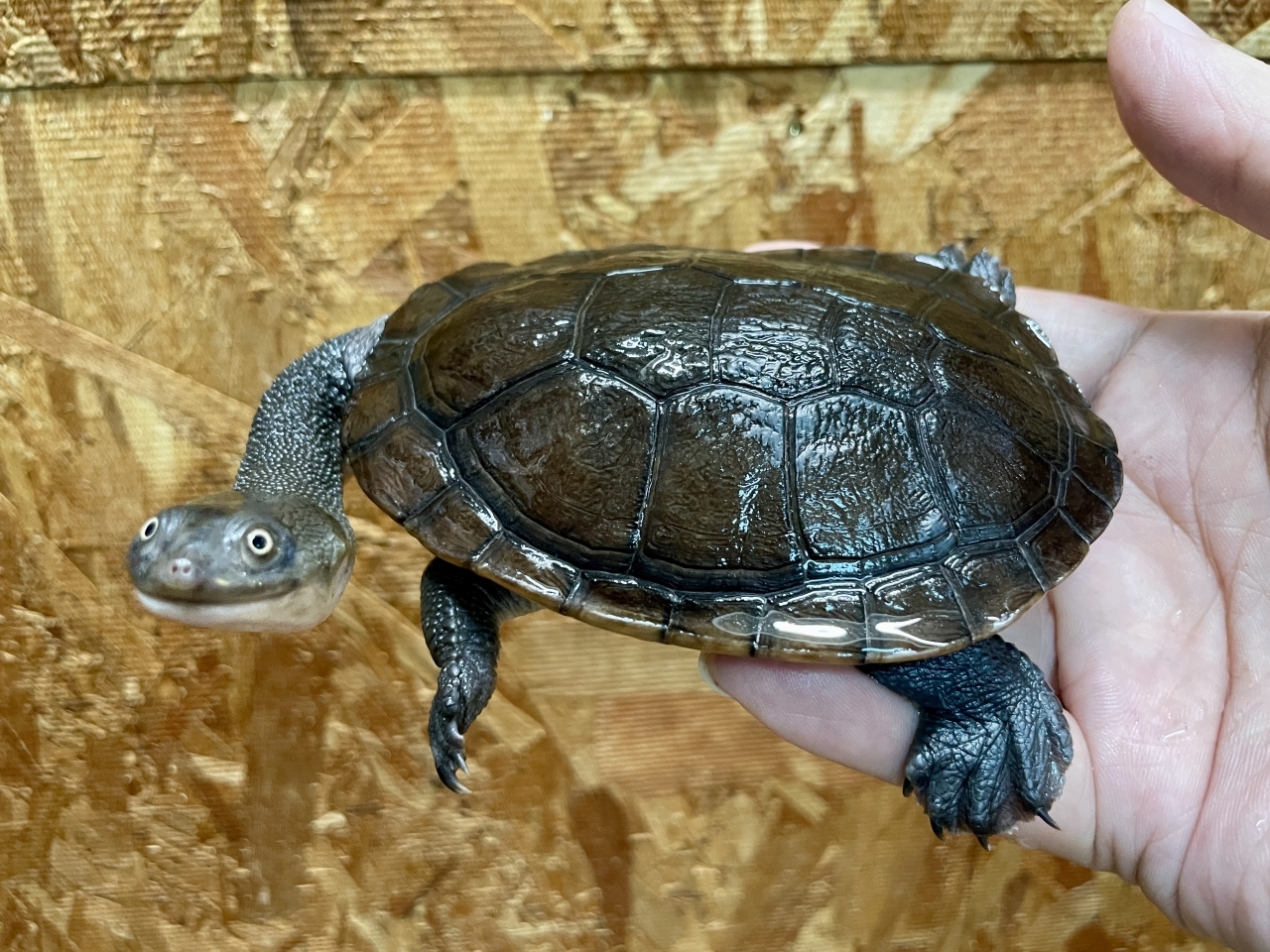 マッコードナガクビガメ（完品）(1)