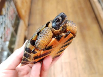 モリイシガメ(5)