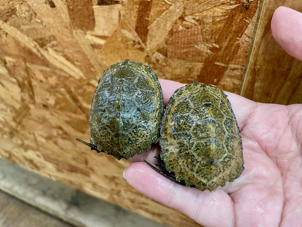 ニホンイシガメ(2)